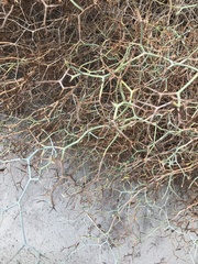 Launaea arborescens