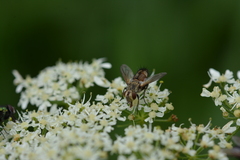 Tachinidae
