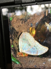 Morpho