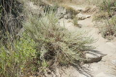 Artemisia marschalliana