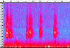 Ramphastos dicolorus
