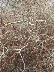 Launaea arborescens