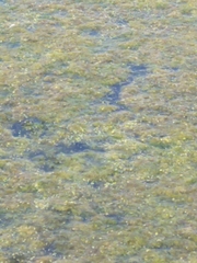 Hydrodictyon reticulatum