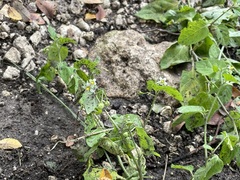 Solanum emulans