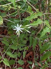 Jasminum