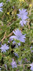 Cichorium