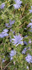 Cichorium