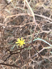 Launaea arborescens