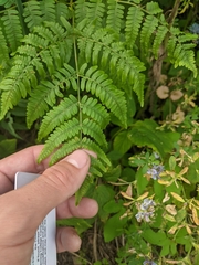 Athyrium angustum