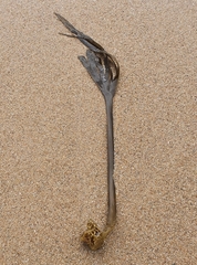 Saccorhiza polyschides