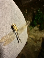 Rhionaeschna psilus
