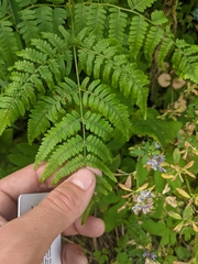 Athyrium angustum