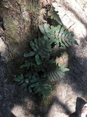 Polypodium scouleri