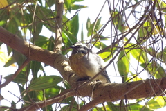 Coereba flaveola