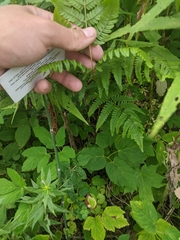 Athyrium angustum