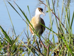 Actophilornis africanus