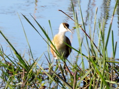 Actophilornis africanus