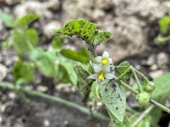 Solanum emulans