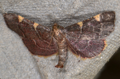 Hypsopygia olinalis
