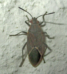 Boisea fulcrata