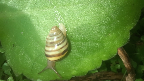 Mesembrinus tropicalis