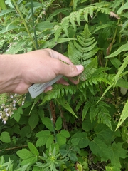 Athyrium angustum