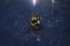 Bombus vancouverensis image