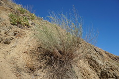 Artemisia marschalliana