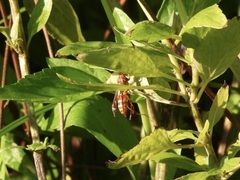 Polistes bellicosus