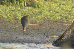 Porphyrio madagascariensis