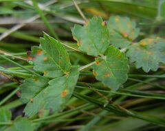 Phragmidium sanguisorbae