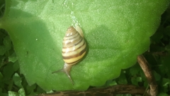 Drymaeus