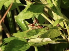 Polistes bellicosus