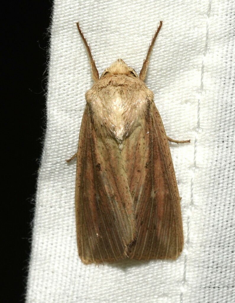 Linda's Wainscot