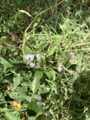 Elephantopus carolinianus