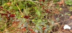 Trifolieae