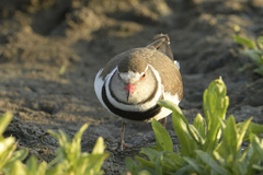 Charadrius tricollaris