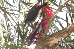 Coereba flaveola