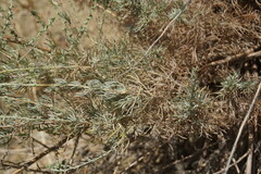 Artemisia marschalliana