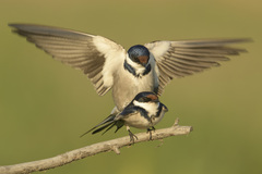 Hirundo albigularis