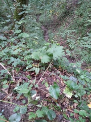 Aconitum lasiostomum
