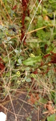 Trifolieae