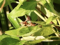 Polistes bellicosus