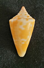 Conus scalaris