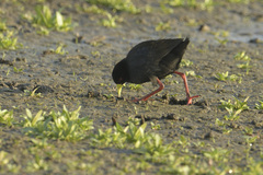 Zapornia flavirostra