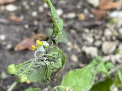 Solanum emulans