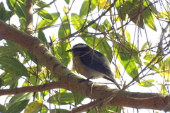 Coereba flaveola