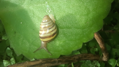 Mesembrinus tropicalis