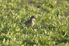 Motacilla capensis capensis