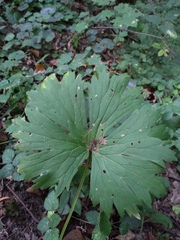 Aconitum lasiostomum